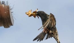 4 DSC_6510 Starling brings in leaf EC --