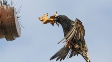 4 DSC_6510 Starling brings in leaf EC --