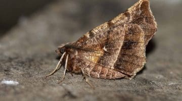 5 DSC_3591 Early thorn EC -- Reduced