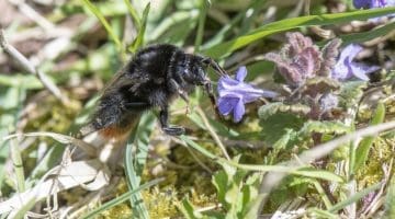 5 DSC_4819 Red-tailed BB at gdivy EC