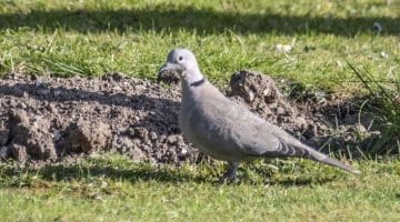 5 DSC_6724 Collared dove EC