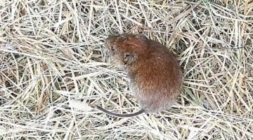 5 IMG_20210317_115822 Bank vole EC Reduced