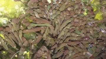 6 DSC_3643 Frog tadples EC Reduced