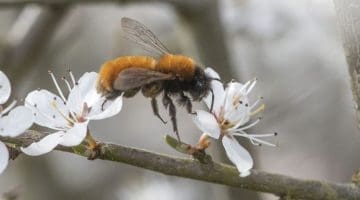6 DSC_5318 Tawney mining bee steps from flwr to flwr EC