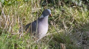 6.DSC_6733 Wood pigeon EC