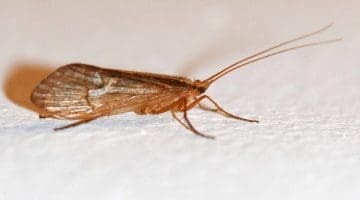 7 DSC_2811 Caddis in kitchen EC Reduced