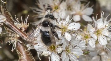 7 DSC_5266 Andrena cineraria EC
