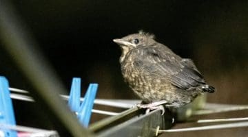 7 DSC_6688 Fledgling robin on washing line EC