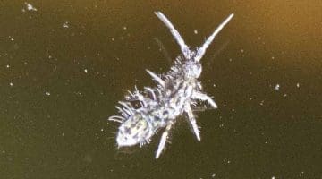 8 DSC_2510 Shaggy springtail Orchesella villosa ECC Reduced