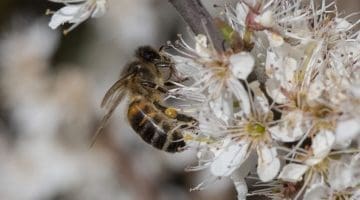 8 DSC_5243 Honey bee on blackthn EC