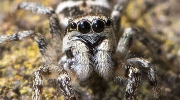 8 DSC_5654 Zebra spider eyes ECCCCC -----