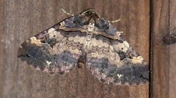 9 DSC_2917 Shoulder Stripe (Earophila badiata) ECC ReducedReduced