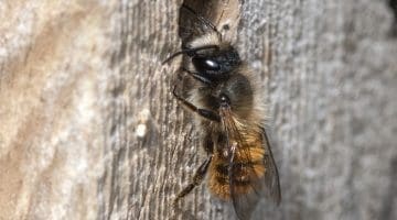 9 DSC_5703 Red mason bee at drilled hole EC --