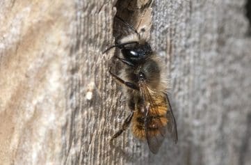 9 DSC_5703 Red mason bee at drilled hole EC --