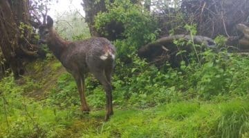 1 04040011 Roe buck top path above lwr sett Crop C