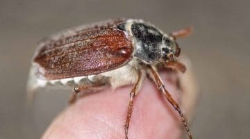 10 DSC_8126 Cockchafer on finger EC Reduced