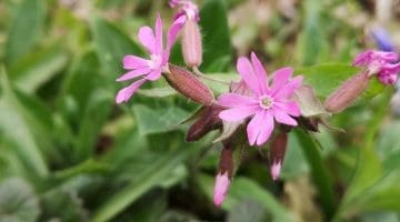 10 ! IMG_20210503_172913 Red campion EC