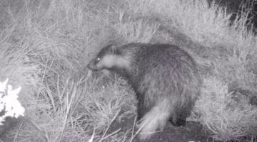 2 05200007 Yng boar bdger lwr sett EC