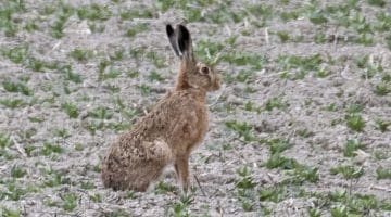 3 DSC_7678 Brown hare ECC