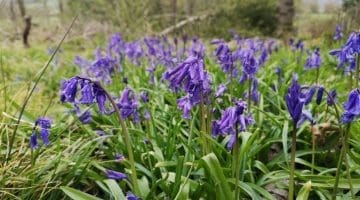 3 ! IMG_20210503_172633 Bluebells