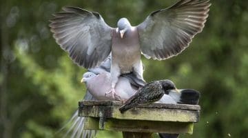 4 DSC_8323 WdPgn lands on WdPgn EC Reduced