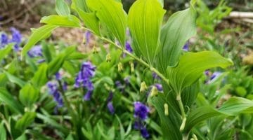 4 ! IMG_20210503_172206 Solomon's seal EC