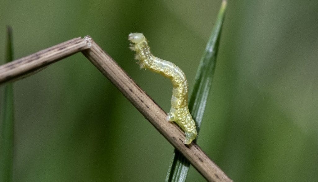 5 DSC_8434 Looper getting ready to loop EC