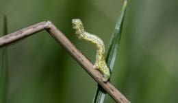 5 DSC_8434 Looper getting ready to loop EC