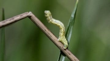 5 DSC_8434 Looper getting ready to loop EC