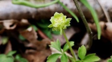 5 ! IMG_20210503_170131 Adoxa EC