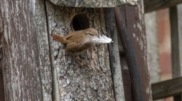 6 DSC_7571 Wren with feather EC