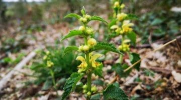 6 ! IMG_20210503_170007 Yell archangel