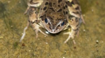 7 DSC_8156 Frog head EC