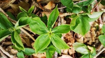 7 ! IMG_20210503_165343 Herb paris