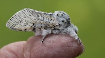 8 DSC_7797 Puss moth on finger EC