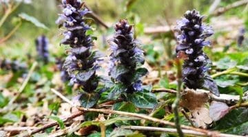 8 ! IMG_20210503_173301 Bugle EC