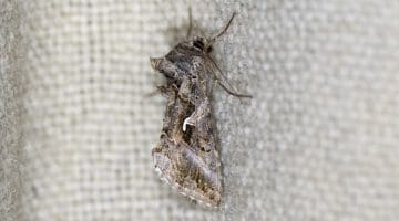 9 DSC_8612 Silver Y (Autographa gamma) EC