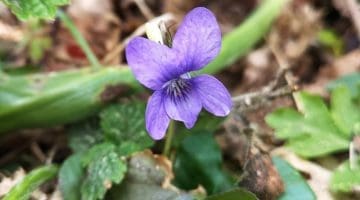 9 ! IMG_20210503_170803 Dog violet EC