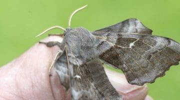 1 DSC_0503 Poplar hawk in hand EC