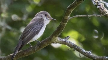 1. DSC_3656 Sp Flycatcher looking up ECC -- --