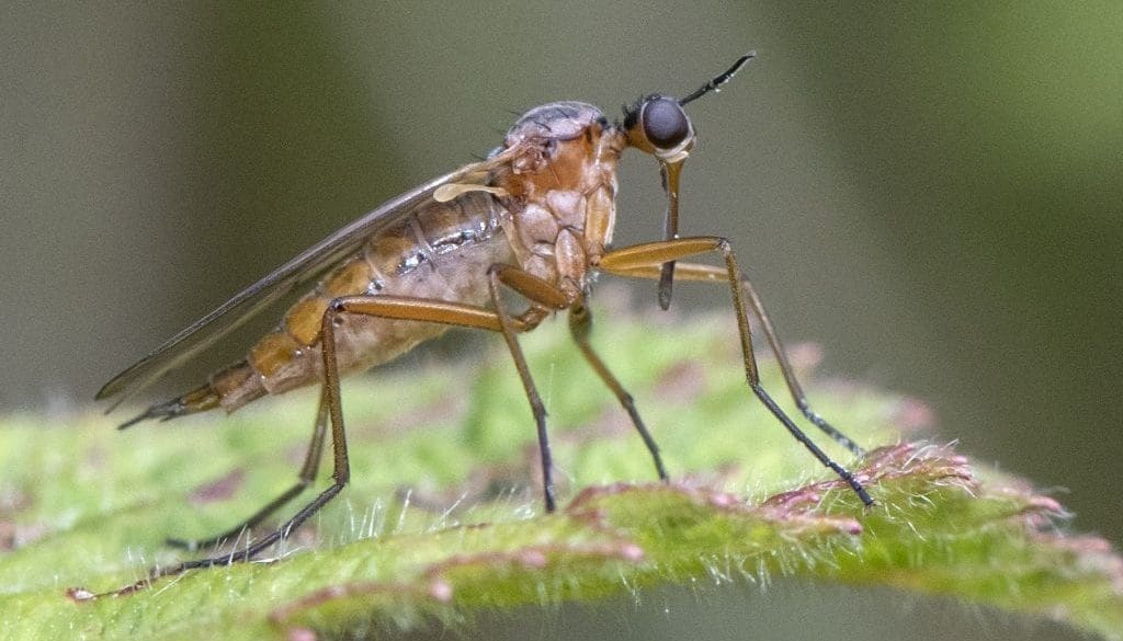 10 DSC_9406 Dance fly EC