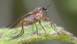 10 DSC_9406 Dance fly EC