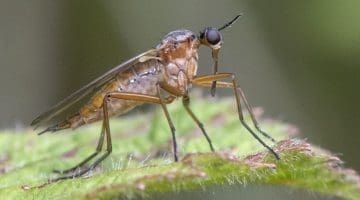 10 DSC_9406 Dance fly EC