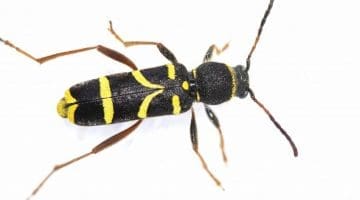 10. DSC_3534 Wasp beetle ECC Reduced --
