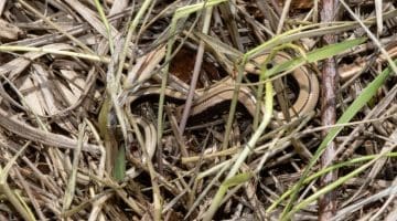 2 DSC_0398 Juv slow-worm EC