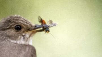2. DSC_3593 Sp flycatcher and Neurotoma saltuum Social pear sawfly on line ECC