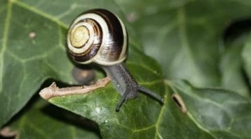 3 DSC_0244 Whie lipped snail EC