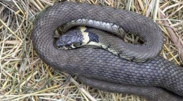 3. DSC_2422 Grass snake under tin ECC flipped --