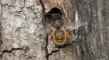 4 DSC_9703 Red mason bee EC -