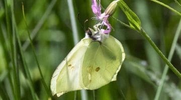 4. DSC_3412 Brimstone feeds on rggdrbn against light ECC Reduced --